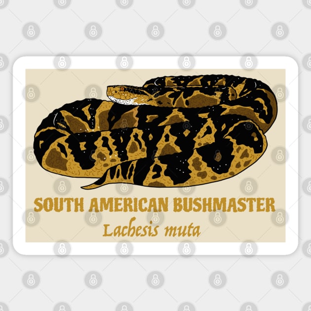 South American Bushmaster Lachesis Muta Magnet by SNK Kreatures